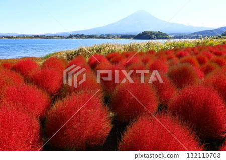 鮮紅的秋葉和富士山（富士大石花壇） 132110708