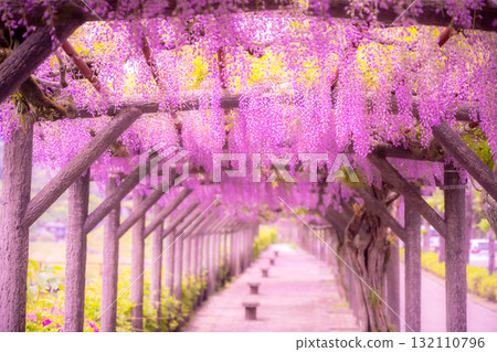 春天的花朵“紫藤花”紫藤架子很漂亮 132110796