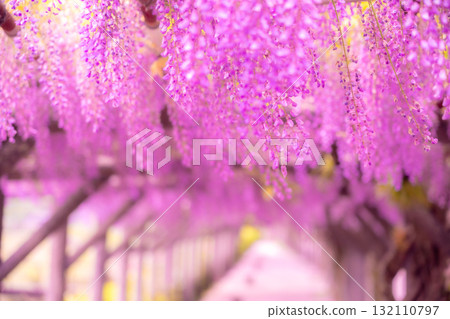 春天的花朵“紫藤花”紫藤架子很漂亮 132110797