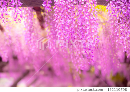 春天的花朵“紫藤花”紫藤架子很漂亮 132110798