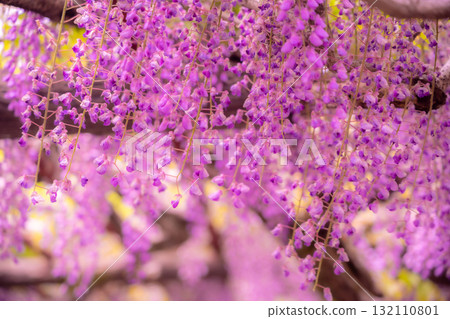 Spring flower "Wisteria flower" The wisteria shelf is beautiful 132110801