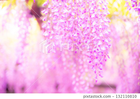 春天的花朵“紫藤花”紫藤架子很漂亮 春天的花朵“紫藤花”紫藤架子很漂亮 132110810