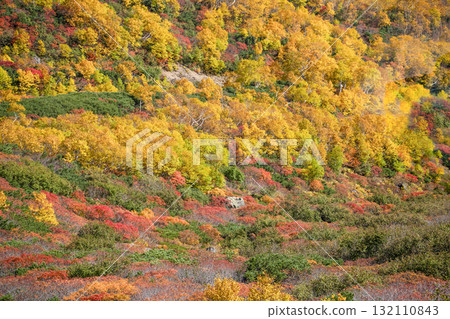 乘鞍迴聲線沿線的紅葉（2025年） 132110843