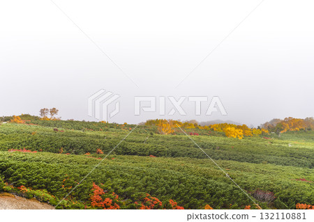 Autumn leaves along the Norikura Echo Line covered in fog (2025) 132110881
