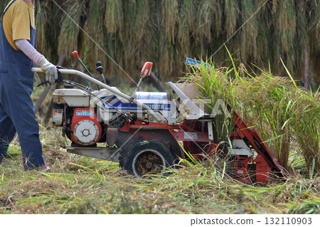 Rice harvesting - Single-row harvesting with a binder - Farmers who prefer natural drying 132110903
