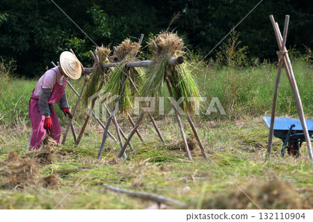 Rice harvesting - Natural drying farmers at work Rice harvesting - Natural drying farmers at work 132110904