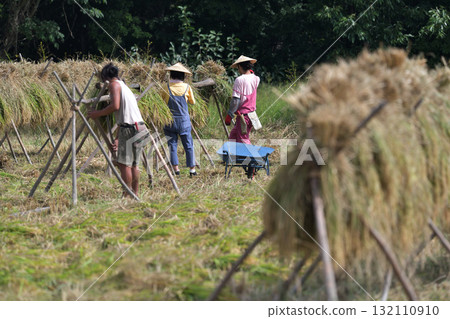 Rice harvesting - Natural drying farmers at work 132110910