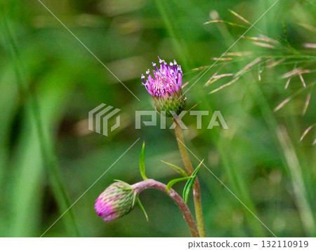 Flowers of Asteraceae, Asteraceae 132110919