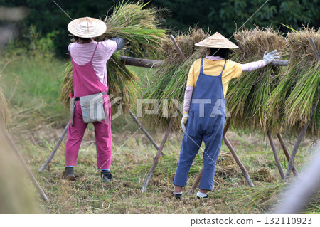 Rice harvesting - Natural drying farmers at work 132110923