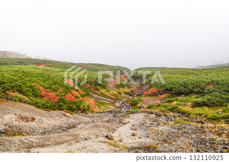 Autumn leaves along the Norikura Echo Line covered in fog (2025) Autumn leaves along the Norikura Echo Line covered in fog (2025) 132110925