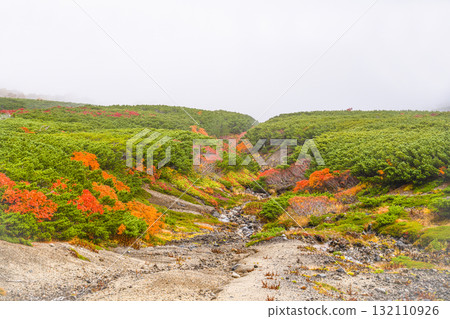 Autumn leaves along the Norikura Echo Line covered in fog (2025) Autumn leaves along the Norikura Echo Line covered in fog (2025) 132110926