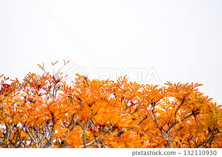 Autumn leaves along the Norikura Echo Line covered in fog (2025) 132110930