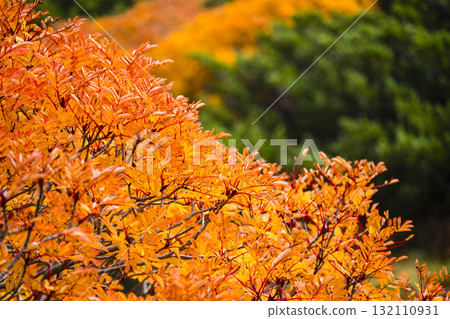 乘鞍迴聲線沿線的紅葉(2025年) 乘鞍迴聲線沿線的紅葉(2025年) 132110931