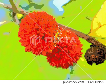 構樹果實（afr20251010131705） 132110958