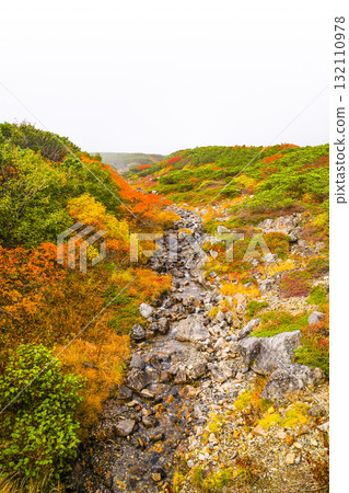 霧氣籠罩下的乘鞍迴聲線秋葉（2025年） 132110978
