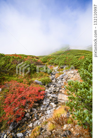 Autumn leaves along the Norikura Echo Line covered in fog (2025) 132110997
