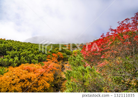 Autumn leaves along the Norikura Echo Line covered in fog (2025) 132111035