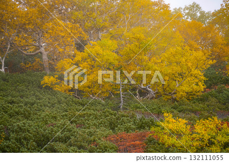 Autumn leaves along the Norikura Echo Line (2025) 132111055