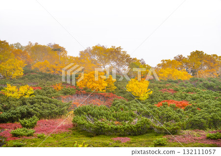 乘鞍迴聲線沿線的紅葉（2025年） 132111057