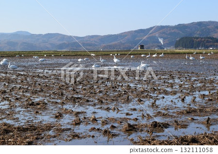 Swans arriving in Shonai, Yamagata Prefecture Swans arriving in Shonai, Yamagata Prefecture 132111058