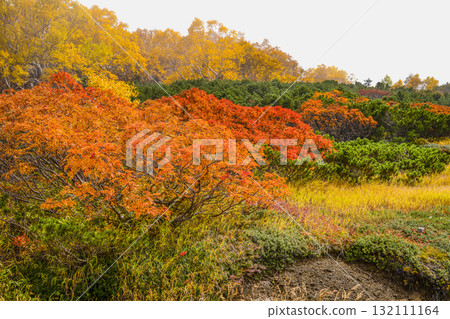 Autumn leaves along the Norikura Echo Line (2025) Autumn leaves along the Norikura Echo Line (2025) 132111164