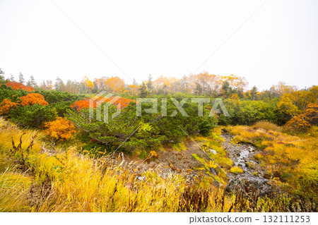 霧氣籠罩下的乘鞍迴聲線秋葉(2025年) 霧氣籠罩下的乘鞍迴聲線秋葉(2025年) 132111253