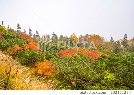 Autumn leaves along the Norikura Echo Line (2025) 132111254