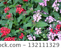 昆蟲從粉紅色花朵吸食花蜜 132111329