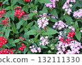 昆蟲從粉紅色花朵吸食花蜜 132111330