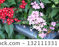 昆蟲從粉紅色花朵吸食花蜜 132111331