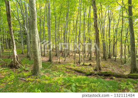 初秋的竹台自然觀察教育林，成排的山毛櫸次生林和淡綠色的樹葉（白神山） 132111484