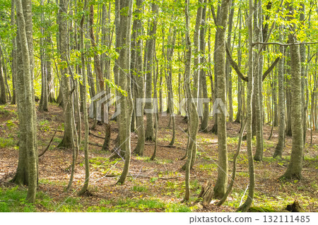 Early autumn in the Taketai Nature Observation Education Forest, rows of secondary beech forest and pale green leaves (Shirakami-Sanchi) 132111485