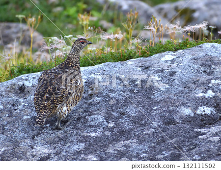 A rocky ptarmigan in its summer coat rests on the rocks of Kumonodaira A rocky ptarmigan in its summer coat rests on the rocks of Kumonodaira 132111502
