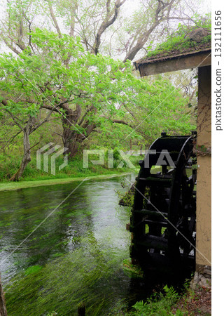 Azumino the Great Wasabi Farm 132111656