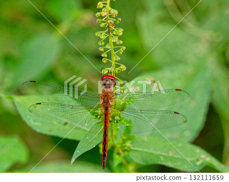 The world's most widely distributed dragonfly, the Odonata thunbergii The world's most widely distributed dragonfly, the Odonata thunbergii 132111659