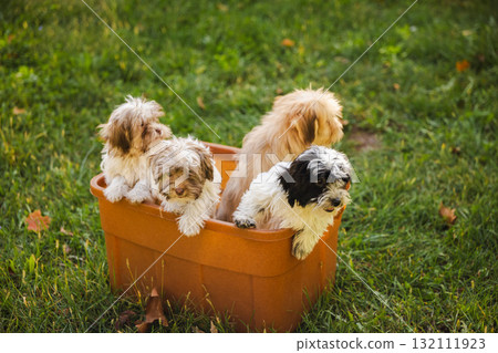 Group of Havanese puppies playing in a plastic box on the grass during a sunny day 132111923