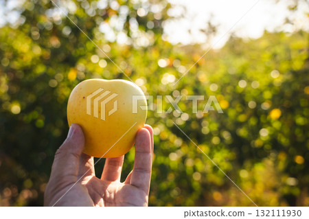 Close-up of a yellow apple held in hand under warm evening light in an orchard Close-up of a yellow apple held in hand under warm evening light in an orchard 132111930