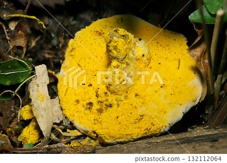 寄生蘑菇的菌褶表面完全被黃色的 Hypomycetes 孢子覆蓋（天然真菌蘑菇的微距攝影） 132112064