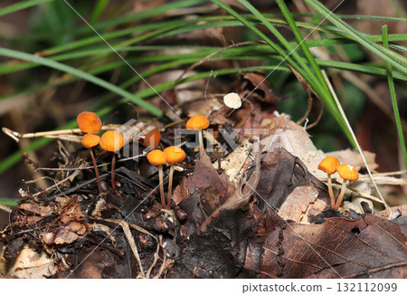 Cute little orange and cream-colored genus borax mushrooms growing on fallen leaves (macro photography of natural fungal mushrooms) 132112099