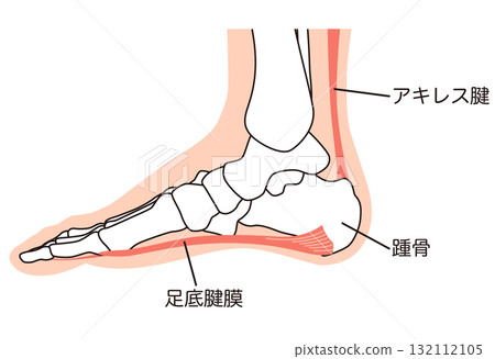足底筋膜、足底腱膜、足底筋膜炎、足部肌肉 132112105