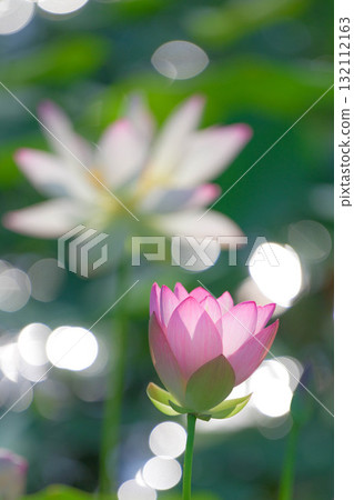 Chirikudoi Park Hass 132112163