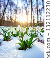 雪花在雪中綻放 132112230