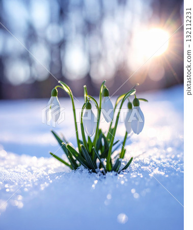 Snowflakes blooming in the snow 132112231