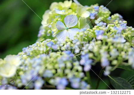 hydrangea flower hydrangea flower 132112271