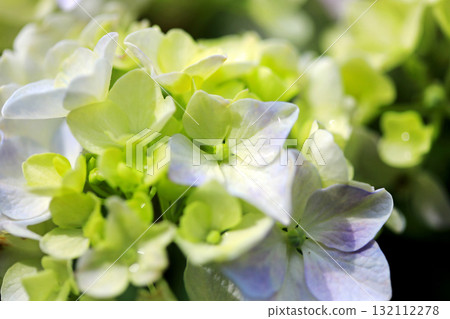 hydrangea flower 132112278