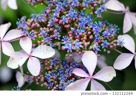 繡球花 132112284
