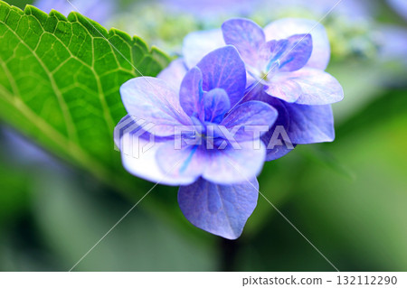 hydrangea flower hydrangea flower 132112290