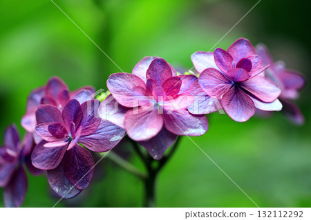 hydrangea flower hydrangea flower 132112292