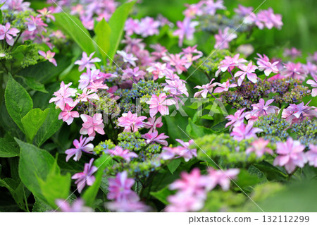 hydrangea flower hydrangea flower 132112299