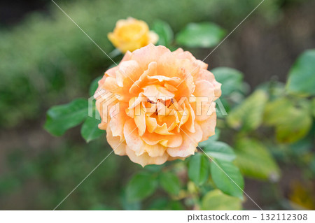 舊古川庭園萬葉的秋玫瑰 132112308